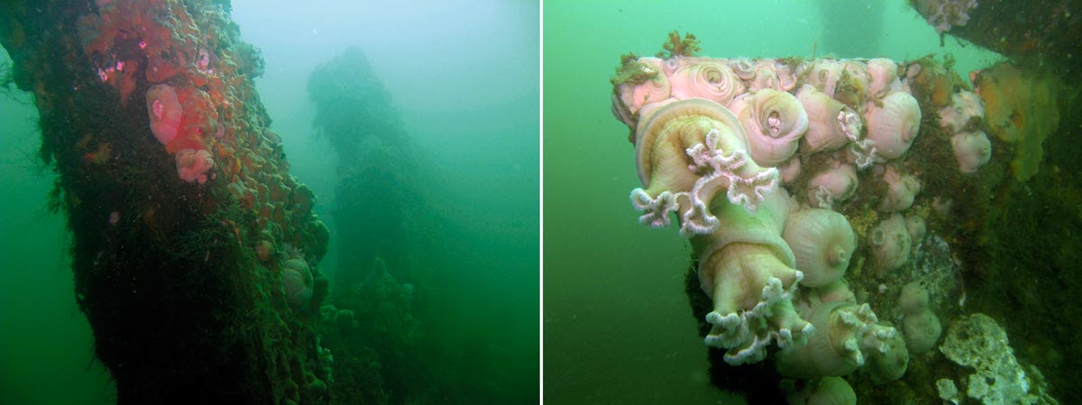 Фрегат «Паллада» под водой. Шпангоуты поросшие морскими актиниями.